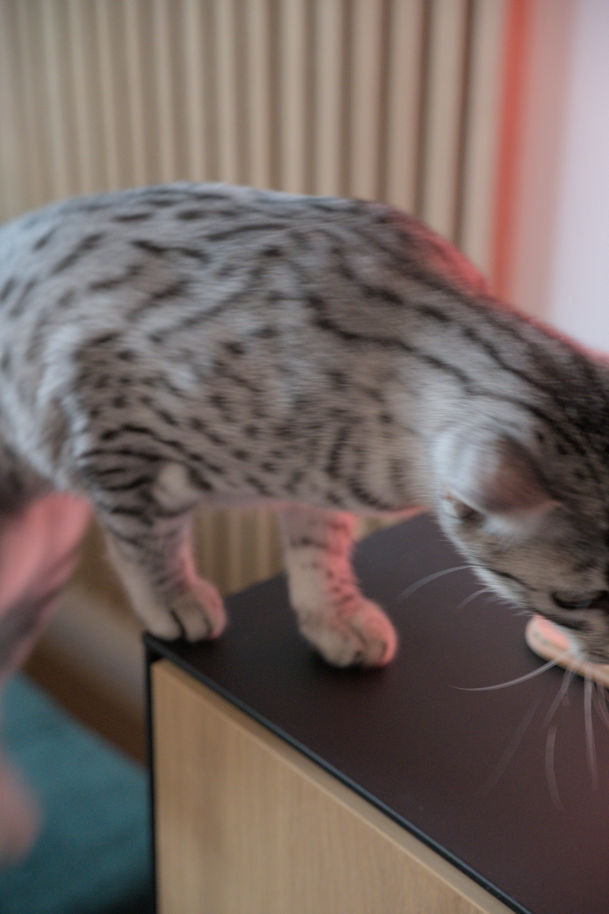 2025/10/12 - cats/DSC_0059.jpg